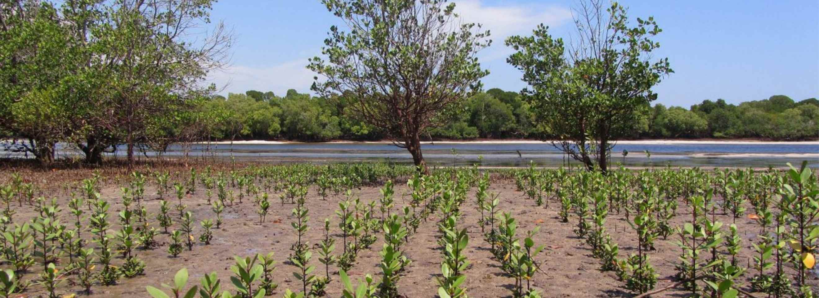Restoring Mangroves