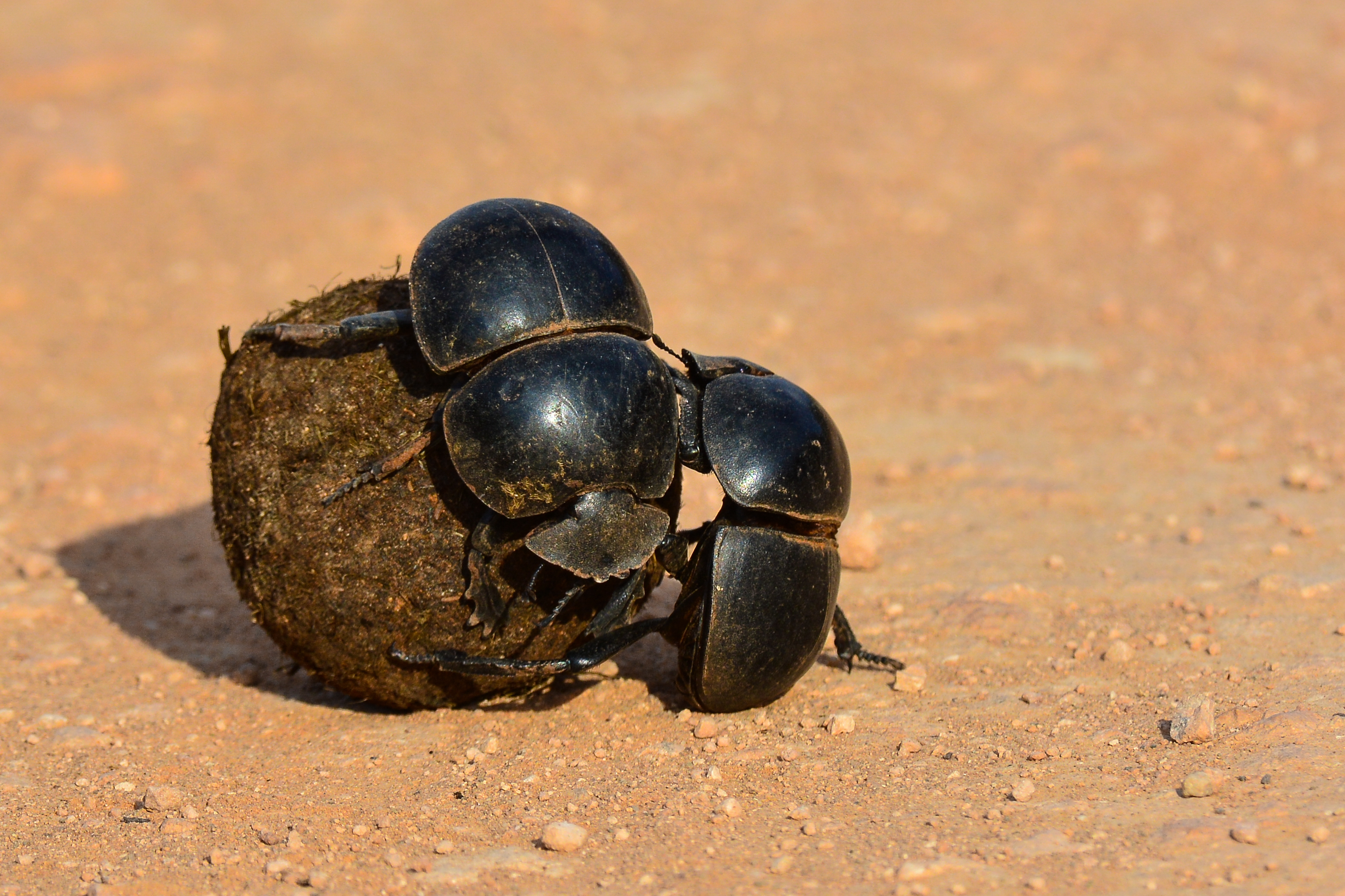 Dung beetle 