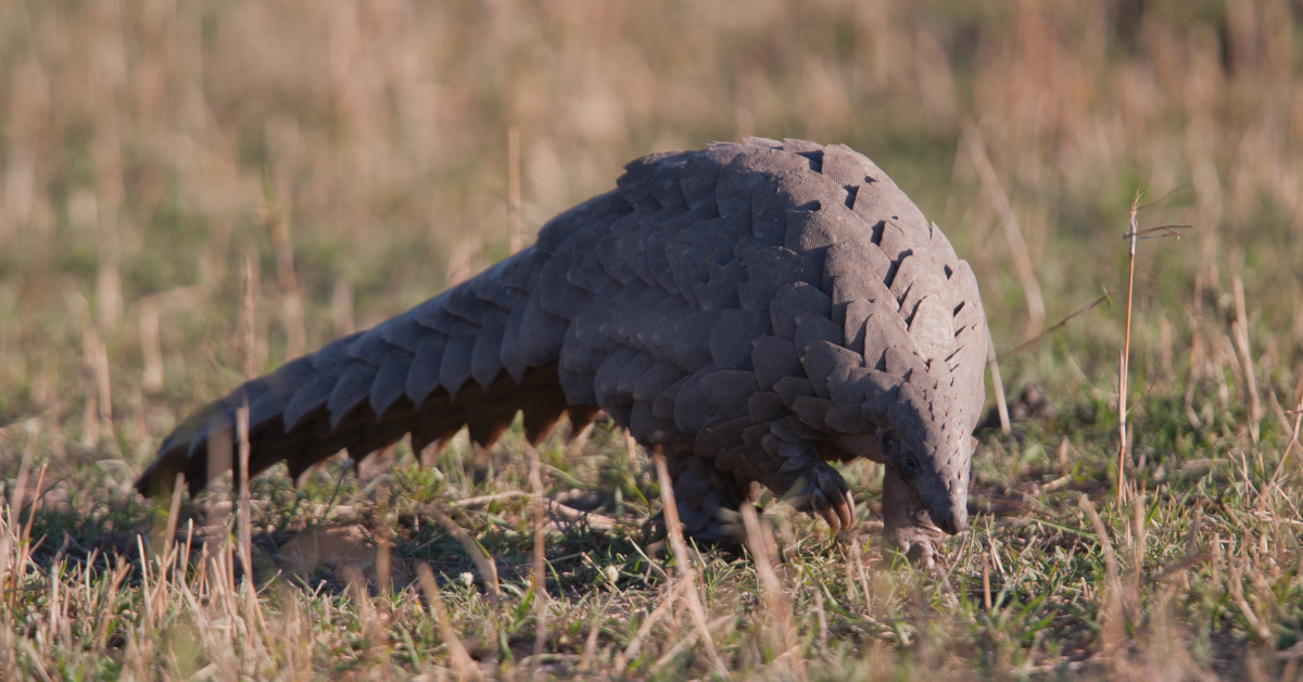 Pangolin are the most illegally traded wild animals in Uganda