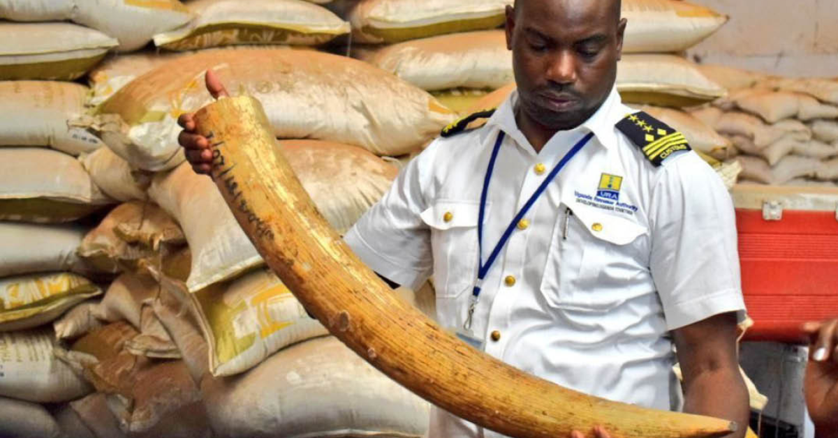 Uganda Revenue Officer displays seized ivory.