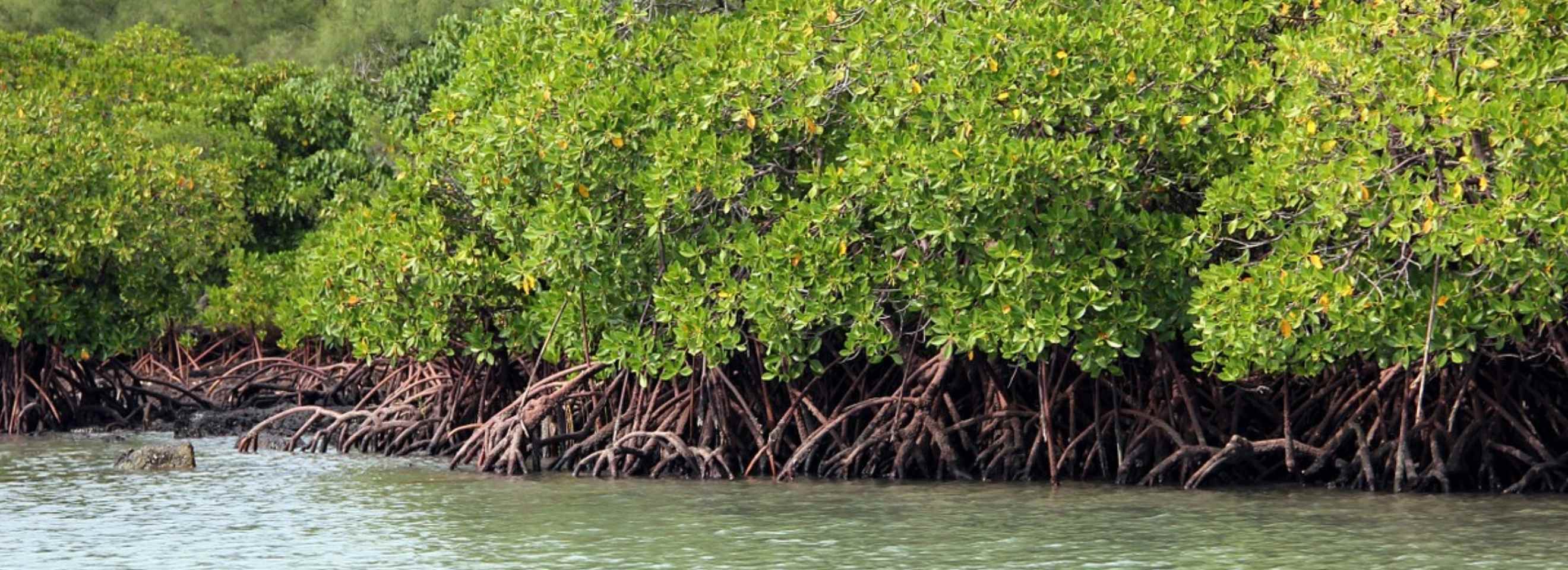 Mangrove Carbon Africa