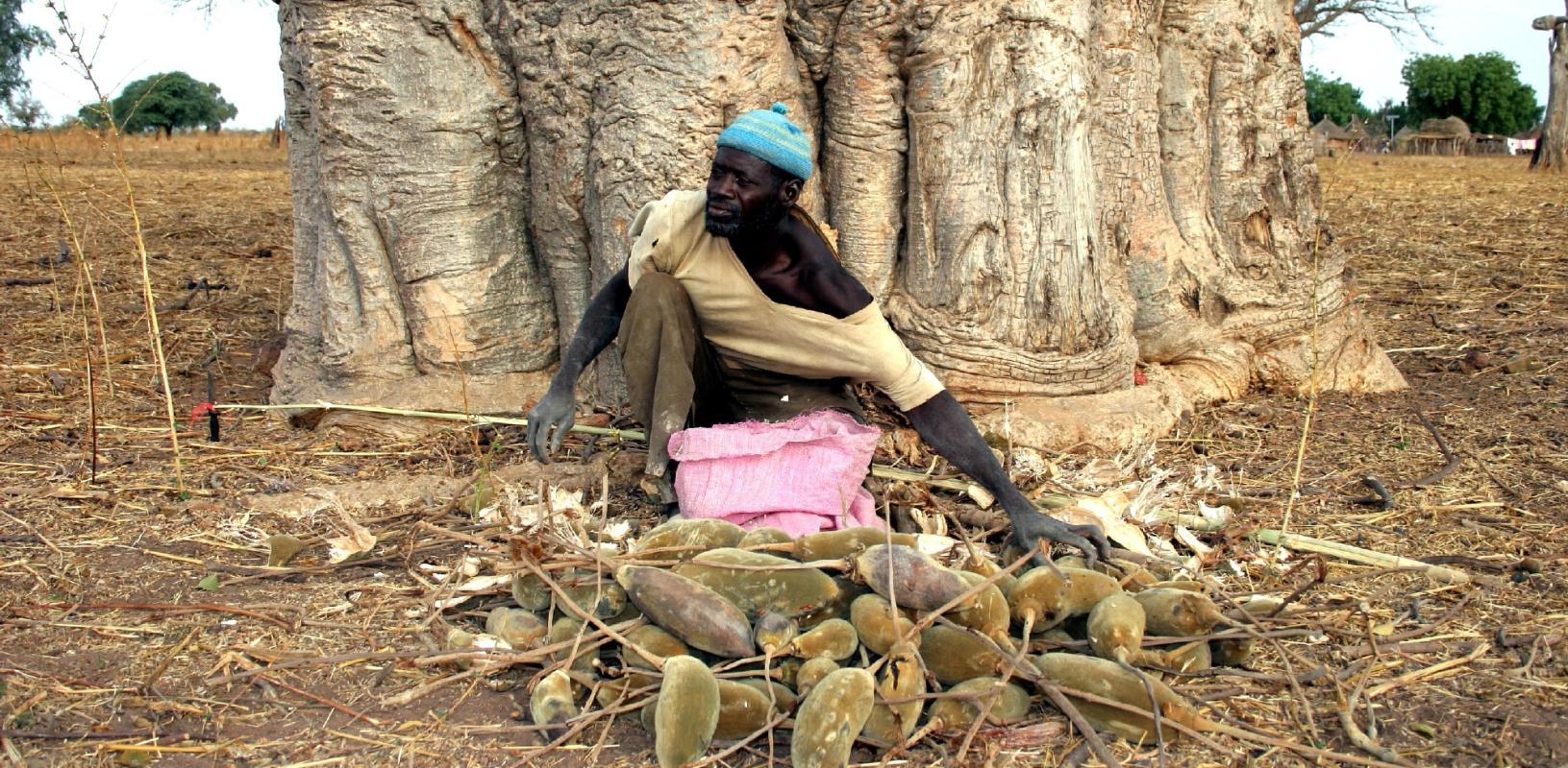 Baobab harvest