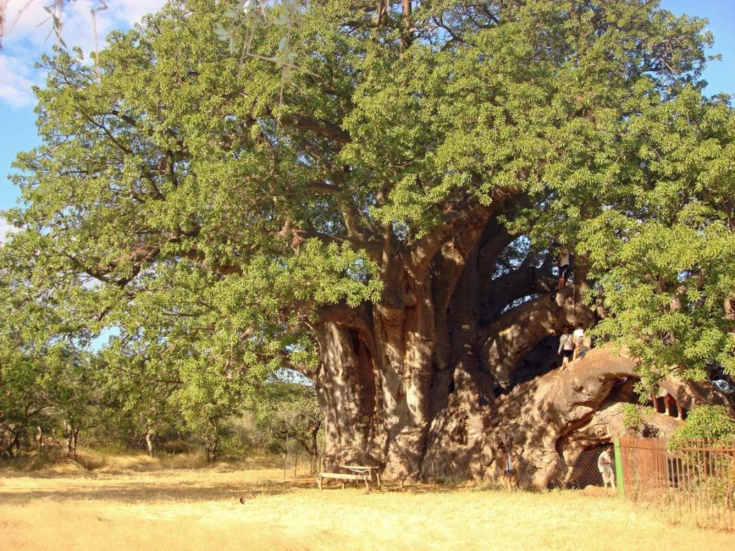 Sagole Baobab Tree