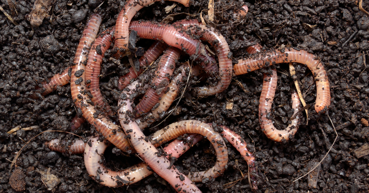 Ever thought about Earthworms?  African Wildlife Economy Institute