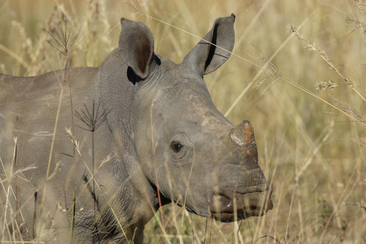 Rhino Horn Article