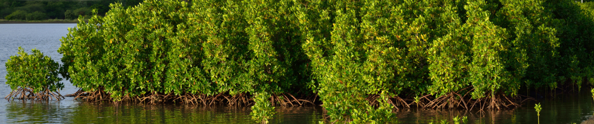 Mangrove Carbon