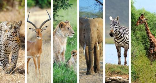 Leopard, impala, lioness, elephant, Zebra, and giraffe