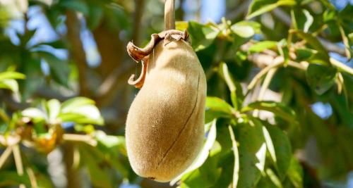 Baobab fruit on tree
