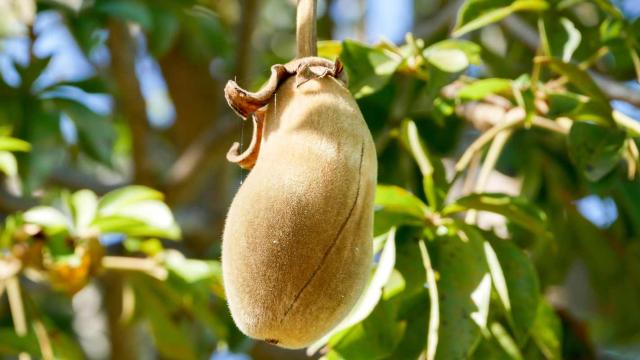 Baobab fruit on tree