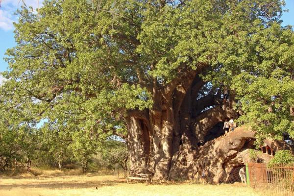 Sagole Baobab Tree