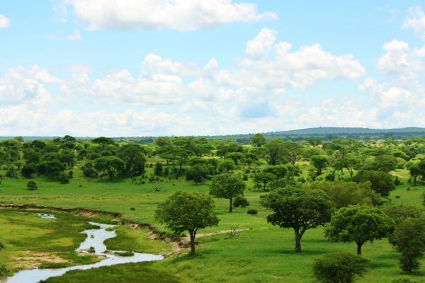 green landscape