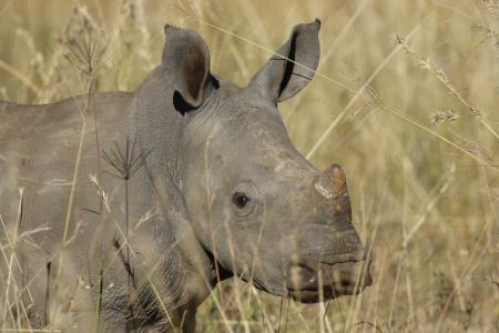 Rhino Horn Article