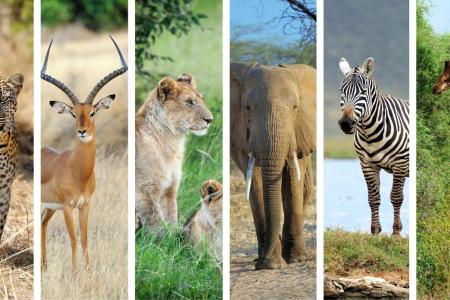 Leopard, impala, lioness, elephant, Zebra, and giraffe