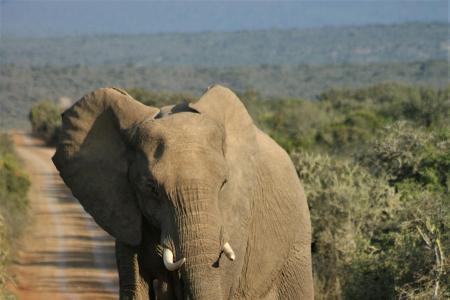 African Elephant on a dirt road