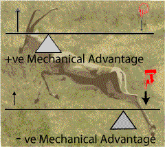 Mechanical advantages of levers