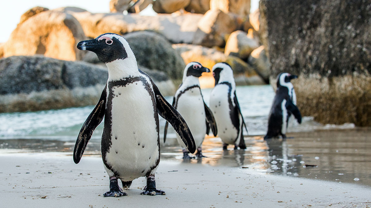 A peek at penguins' posture - Research for Impact