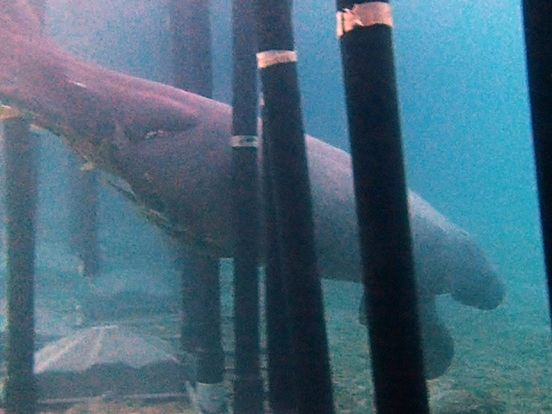manatee swims through shark barrier